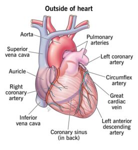 Heart Anatomy