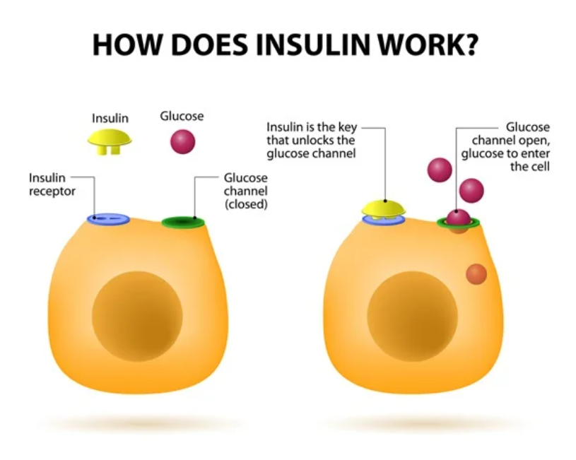 insulin mechanism of action