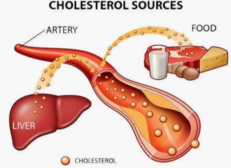 مصدر الكوليسترول في الجسم 