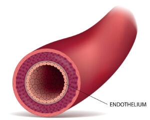 Endothelium