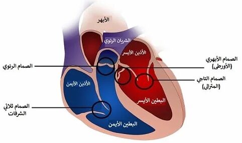 صورة توضح صمامات القلب و الصمام الرئوي 