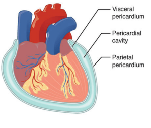 التامور - Pericardium