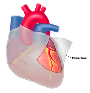 Pericardium