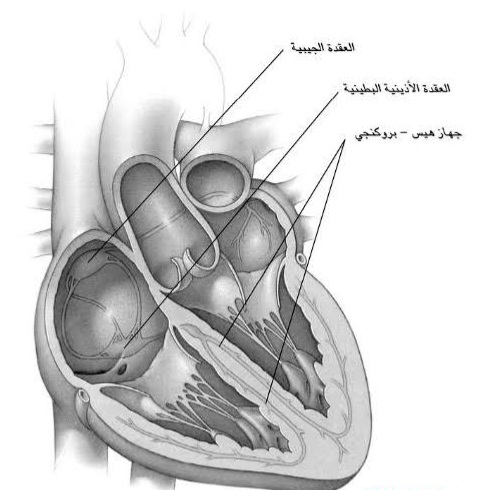 النظام الكهربائي للقلب 