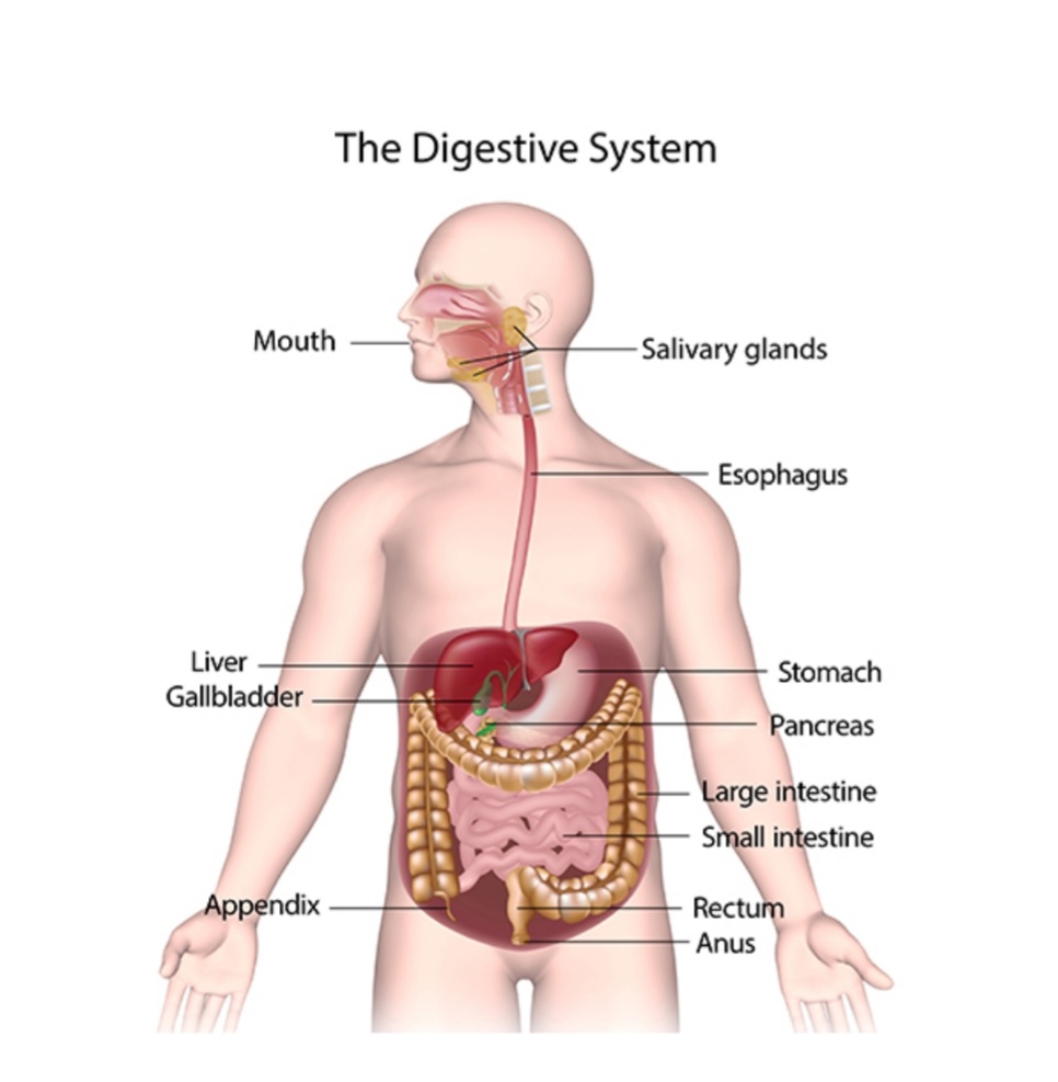 أعضاء الجهاز الهضمي 