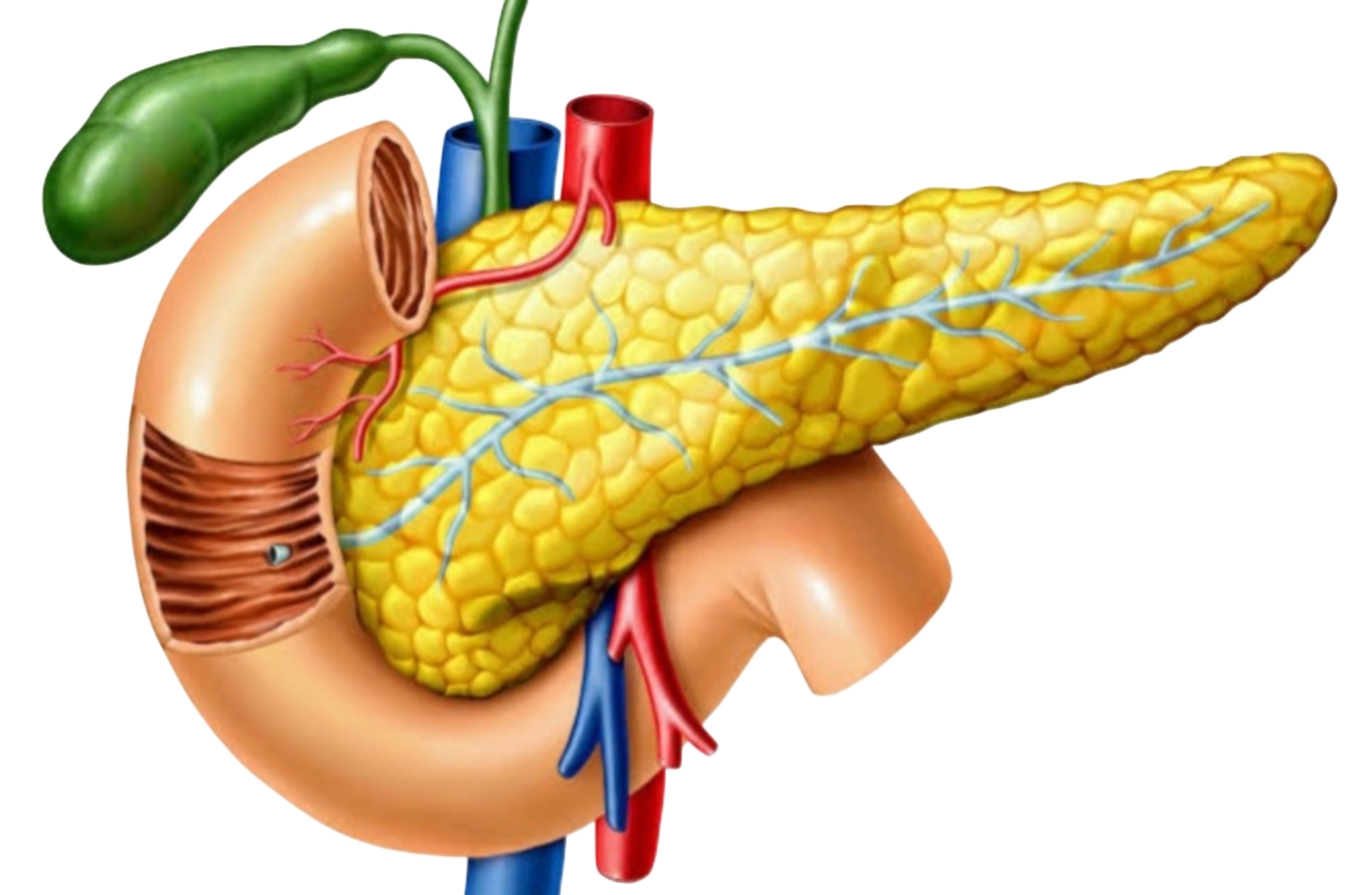 البنكرياس pancreas