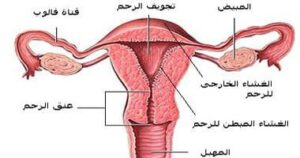 علامات انتهاء فترة التبويض