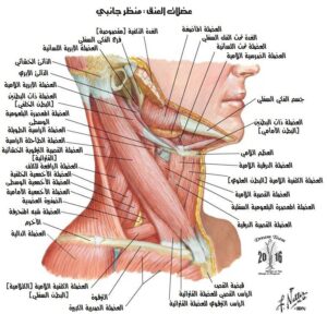 آلام الرقبة والكتف الأيمن