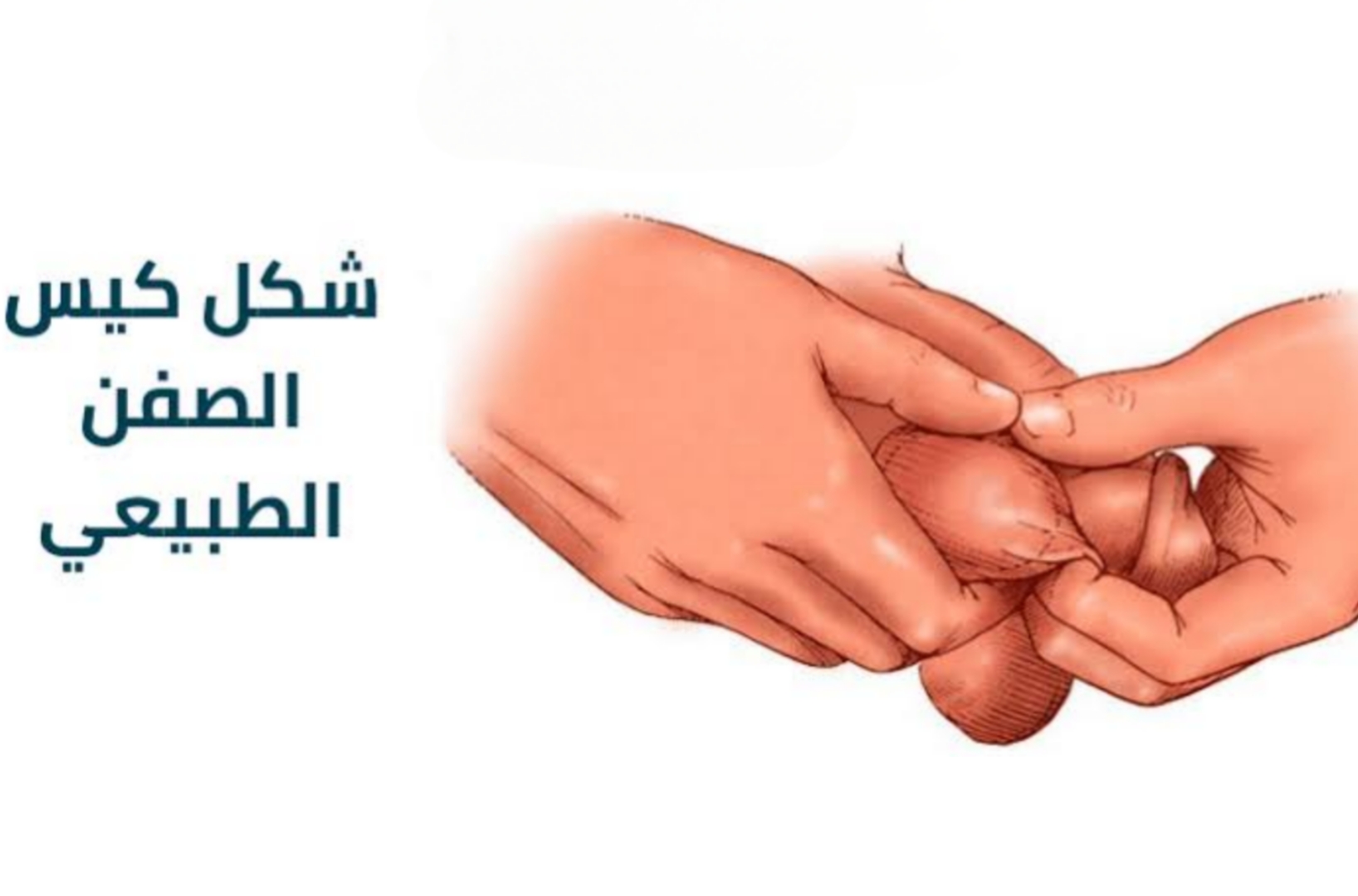 شكل كيس الصفن الطبيعي 