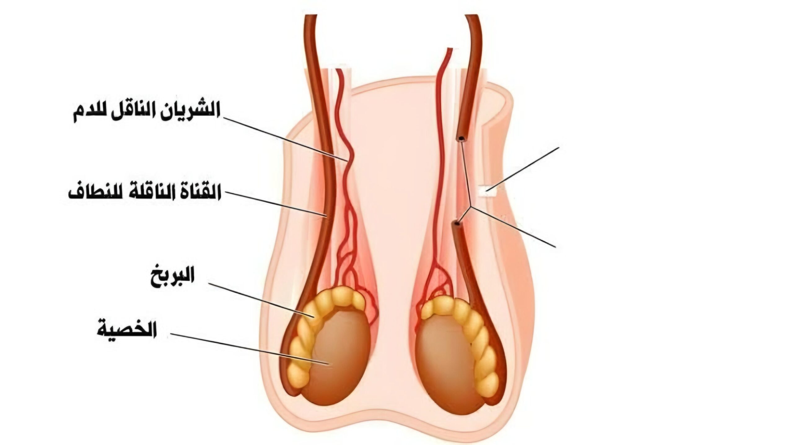 البنية الداخلية لكيس الصفن الطبيعي تحت الجلد
