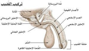 إلتهاب البروستاتا البكتيري