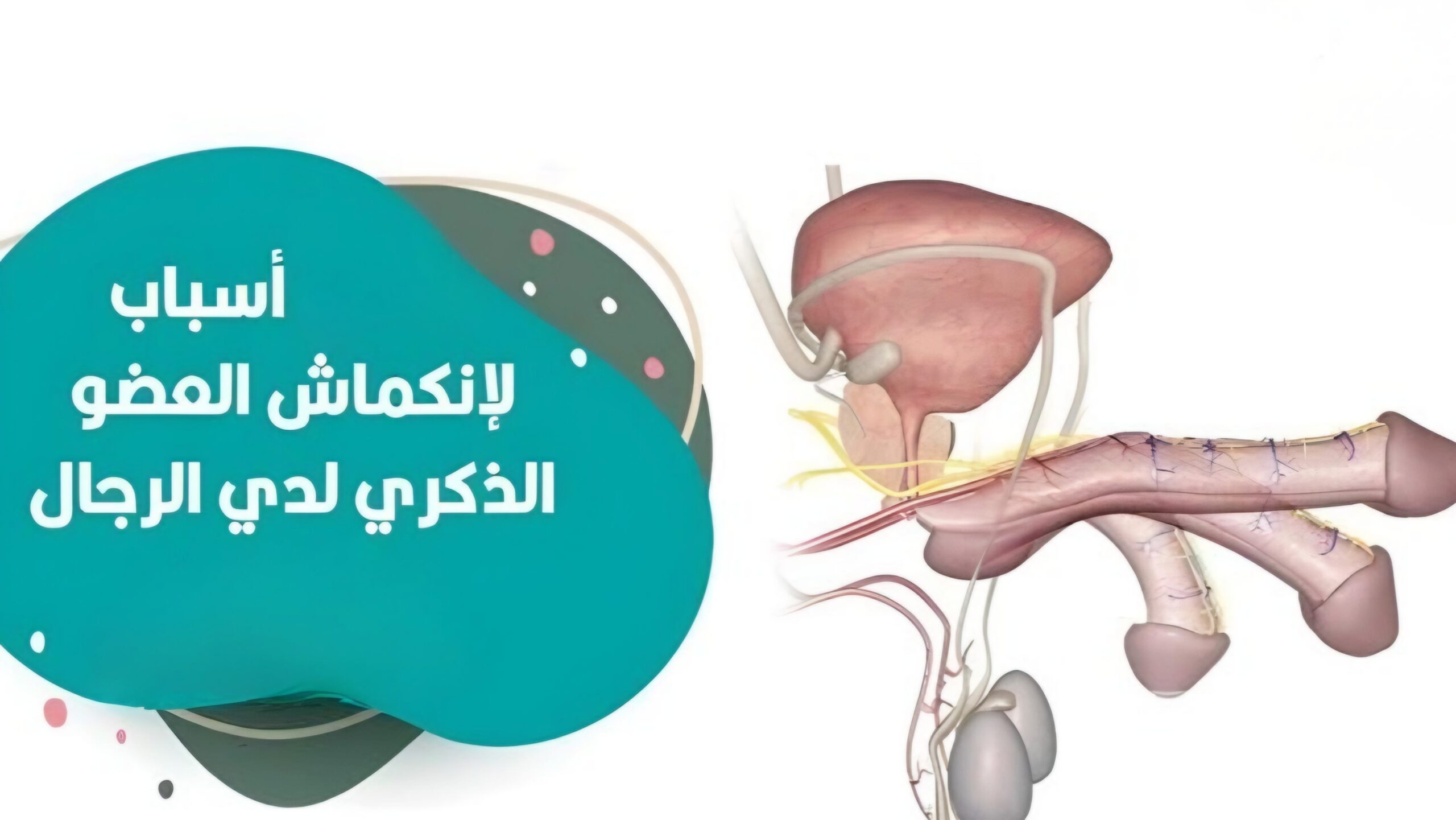 أبرز أسباب انكماش الذكر عند الارتخاء 
