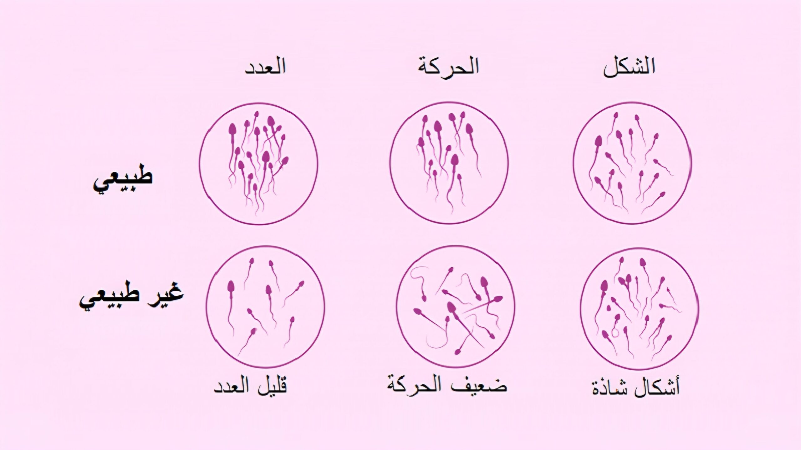 تحليل السائل المنوي الطبيعي 