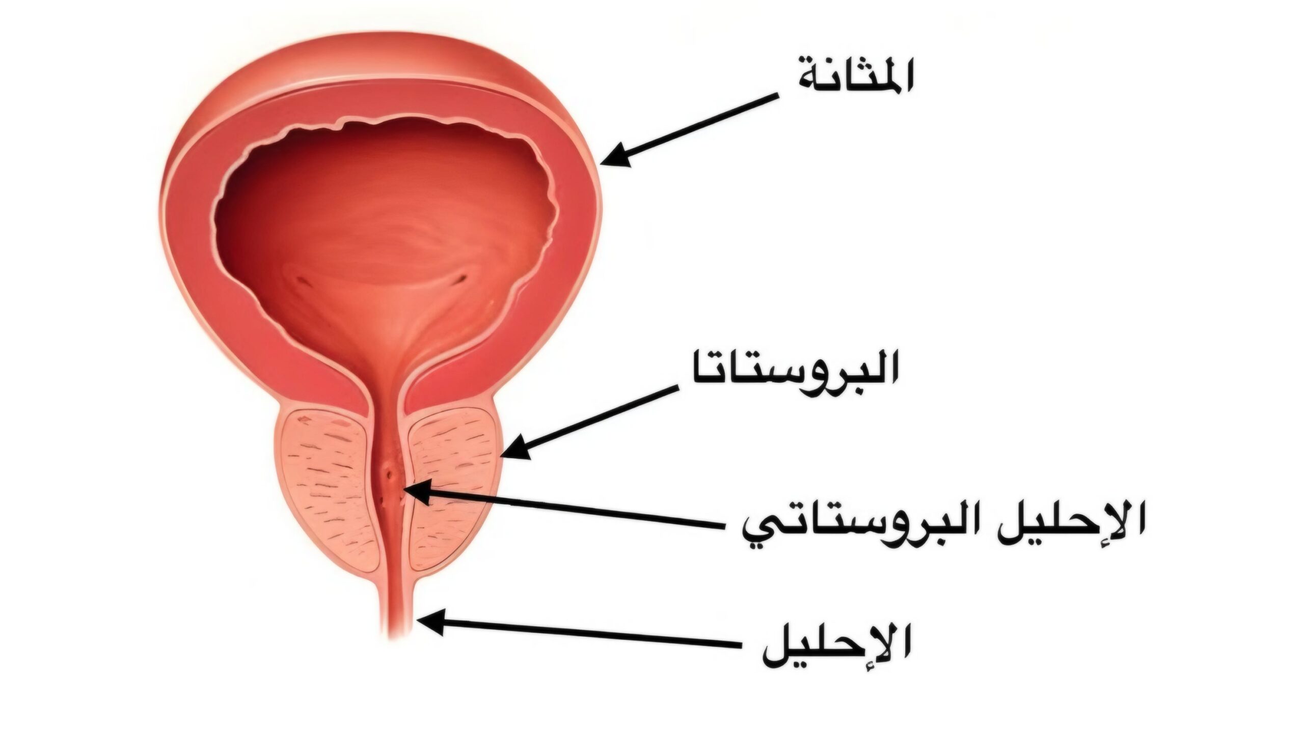 البروستاتا 