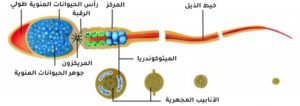 أعراض ضعف الحيوانات عند الرجل